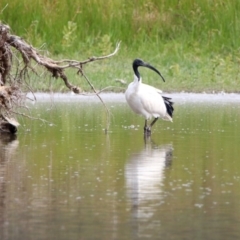 Threskiornis molucca at Fyshwick, ACT - 14 Apr 2019 01:00 PM