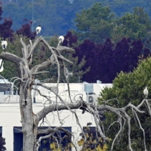 Threskiornis molucca at Fyshwick, ACT - 14 Apr 2019