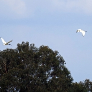 Threskiornis molucca at Fyshwick, ACT - 14 Apr 2019 01:00 PM