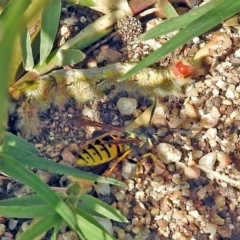 Vespula germanica (European wasp) at Fyshwick, ACT - 14 Apr 2019 by RodDeb