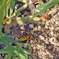 Vespula germanica (European wasp) at Jerrabomberra Wetlands - 14 Apr 2019 by RodDeb