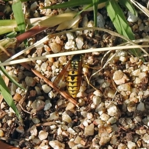 Vespula germanica at Fyshwick, ACT - 14 Apr 2019 01:33 PM