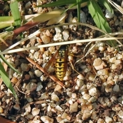 Vespula germanica at Fyshwick, ACT - 14 Apr 2019