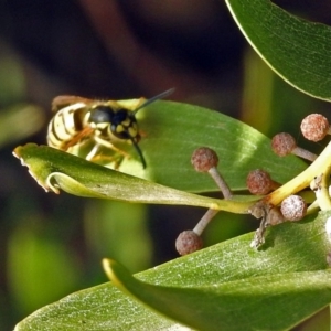 Vespula germanica at Fyshwick, ACT - 14 Apr 2019