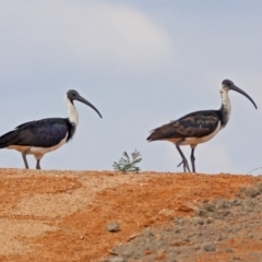 Threskiornis spinicollis (Straw-necked Ibis) at Fyshwick, ACT - 14 Apr 2019 by RodDeb