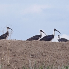 Threskiornis spinicollis at Fyshwick, ACT - 14 Apr 2019 12:16 PM