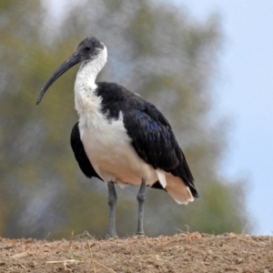 Threskiornis spinicollis at Fyshwick, ACT - 14 Apr 2019 12:16 PM