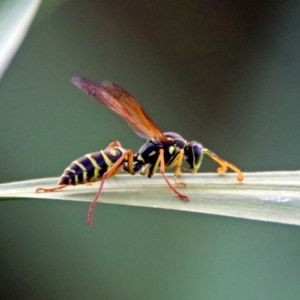 Polistes (Polistes) chinensis at Fyshwick, ACT - 14 Apr 2019