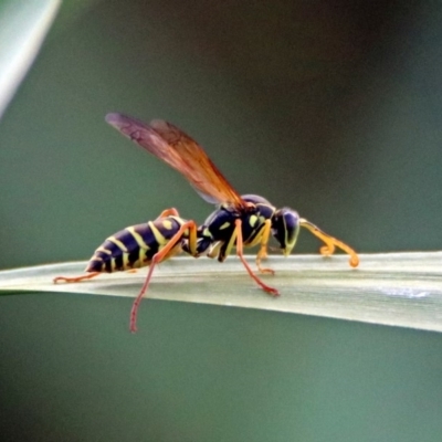 Polistes (Polistes) chinensis (Asian paper wasp) at Jerrabomberra Wetlands - 14 Apr 2019 by RodDeb