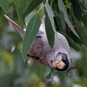 Manorina melanocephala at Fyshwick, ACT - 14 Apr 2019