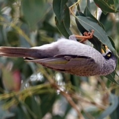 Manorina melanocephala at Fyshwick, ACT - 14 Apr 2019