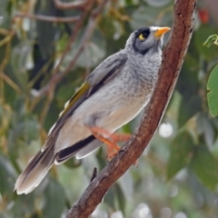 Manorina melanocephala at Fyshwick, ACT - 14 Apr 2019