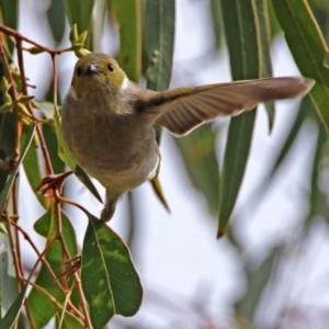 Ptilotula penicillata at Fyshwick, ACT - 14 Apr 2019