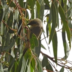 Ptilotula penicillata at Fyshwick, ACT - 14 Apr 2019