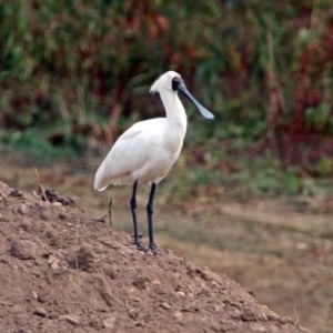 Platalea regia at Fyshwick, ACT - 14 Apr 2019