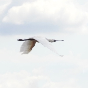 Platalea regia at Fyshwick, ACT - 14 Apr 2019 12:11 PM