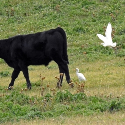 Bubulcus coromandus (Eastern Cattle Egret) at Jerrabomberra Wetlands - 14 Apr 2019 by RodDeb