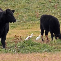 Bubulcus coromandus at Fyshwick, ACT - 14 Apr 2019