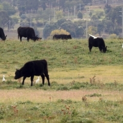 Bubulcus coromandus at Fyshwick, ACT - 14 Apr 2019