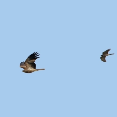 Haliastur sphenurus (Whistling Kite) at Jerrabomberra Wetlands - 14 Apr 2019 by RodDeb