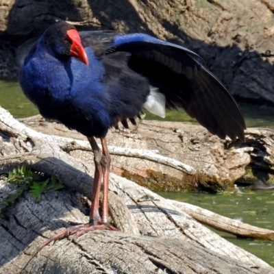 Porphyrio melanotus (Australasian Swamphen) at Fyshwick, ACT - 14 Apr 2019 by RodDeb