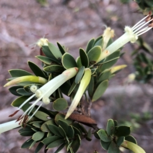 Styphelia triflora at Sutton, NSW - 14 Apr 2019