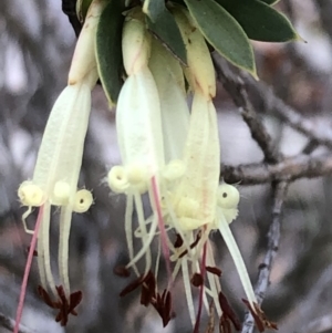 Styphelia triflora at Sutton, NSW - 14 Apr 2019