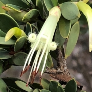 Styphelia triflora at Sutton, NSW - 14 Apr 2019