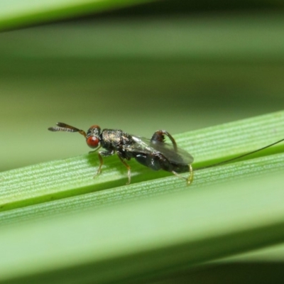 Podagrionini (tribe) (Unidentified mantis parasite wasp) at ANBG - 14 Apr 2019 by TimL