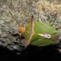 Cuspicona sp. (genus) (Shield bug) at ANBG - 14 Apr 2019 by TimL