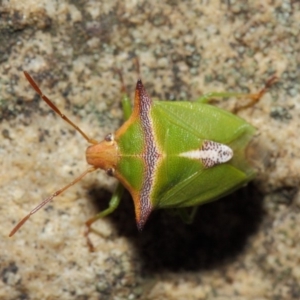 Cuspicona sp. (genus) at Acton, ACT - 14 Apr 2019