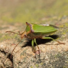 Cuspicona sp. (genus) at Acton, ACT - 14 Apr 2019 11:51 AM