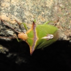 Cuspicona sp. (genus) at Acton, ACT - 14 Apr 2019 11:51 AM