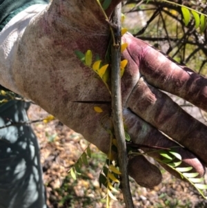 Gleditsia triacanthos at Red Hill, ACT - 7 Apr 2019