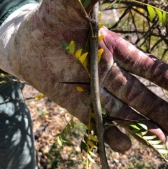 Gleditsia triacanthos (Honey Locust, Thorny Locust) at Red Hill Nature Reserve - 7 Apr 2019 by MichaelMulvaney