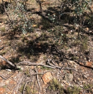 Rutidosis leptorhynchoides at Red Hill, ACT - 7 Apr 2019