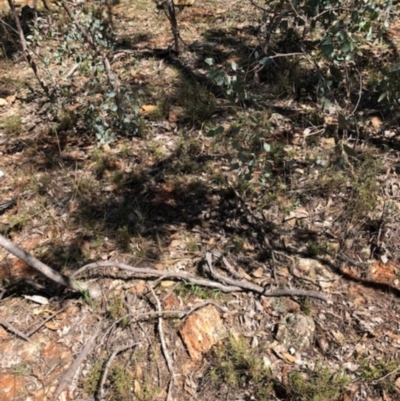 Rutidosis leptorhynchoides (Button Wrinklewort) at Red Hill Nature Reserve - 7 Apr 2019 by MichaelMulvaney