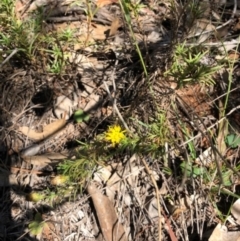 Rutidosis leptorhynchoides at Red Hill, ACT - 7 Apr 2019