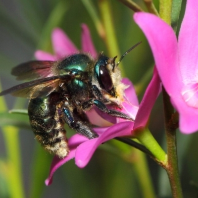 Xylocopa (Lestis) aerata (Golden-Green Carpenter Bee) at ANBG - 14 Apr 2019 by TimL
