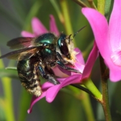 Xylocopa (Lestis) aeratus (Metallic Green Carpenter Bee) at Acton, ACT - 14 Apr 2019 by TimL