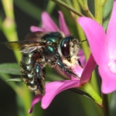 Xylocopa (Lestis) aerata at Acton, ACT - 14 Apr 2019