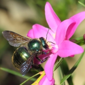 Xylocopa (Lestis) aerata at Acton, ACT - 14 Apr 2019