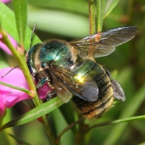 Xylocopa (Lestis) aerata at Acton, ACT - 14 Apr 2019