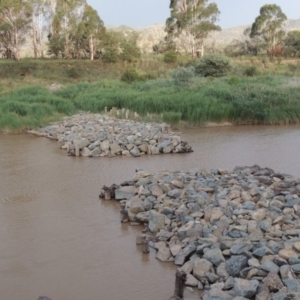 Phragmites australis at Paddys River, ACT - 19 Jan 2019