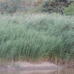 Phragmites australis at Paddys River, ACT - 19 Jan 2019 08:45 PM