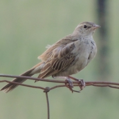 Cincloramphus mathewsi (Rufous Songlark) at Point Hut to Tharwa - 29 Jan 2019 by michaelb