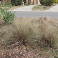 Poa labillardierei (Common Tussock Grass, River Tussock Grass) at Conder, ACT - 4 Mar 2019 by michaelb