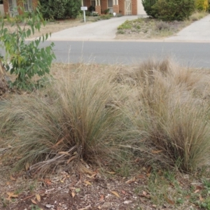 Poa labillardierei at Conder, ACT - 5 Mar 2019 10:05 AM