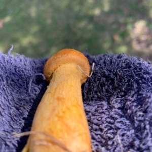 Gymnopilus junonius at Macgregor, ACT - 13 Apr 2019