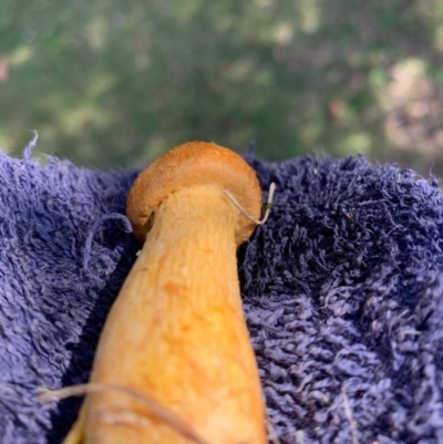 Gymnopilus junonius (Spectacular Rustgill) at Macgregor, ACT - 13 Apr 2019 by Mellie